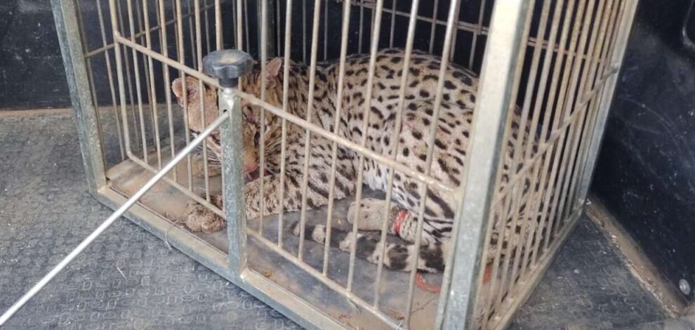 jaguatirica-ferida-e-resgatada-pela-pm-em-area-rural-de-missao-velha,-no-ceara