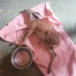 animais-silvestres:-policia-militar-resgata-jiboia,-garca-e-veado-catingueiro-no-ceara