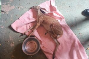 animais-silvestres:-policia-militar-resgata-jiboia,-garca-e-veado-catingueiro-no-ceara