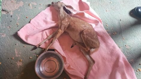 animais-silvestres:-policia-militar-resgata-jiboia,-garca-e-veado-catingueiro-no-ceara