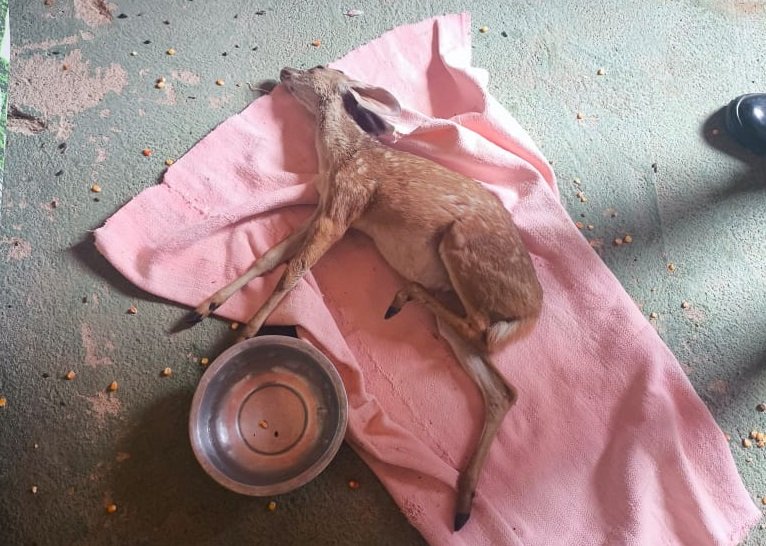 animais-silvestres:-policia-militar-resgata-jiboia,-garca-e-veado-catingueiro-no-ceara