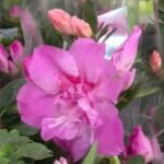 festival-de-flores-de-holambra-encanta-publico-de-fortaleza-com-mais-de-150-especies