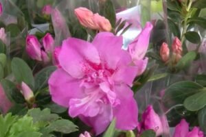 festival-de-flores-de-holambra-encanta-publico-de-fortaleza-com-mais-de-150-especies