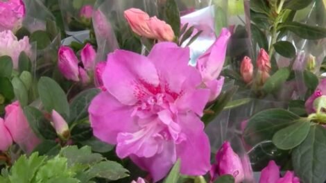 festival-de-flores-de-holambra-encanta-publico-de-fortaleza-com-mais-de-150-especies