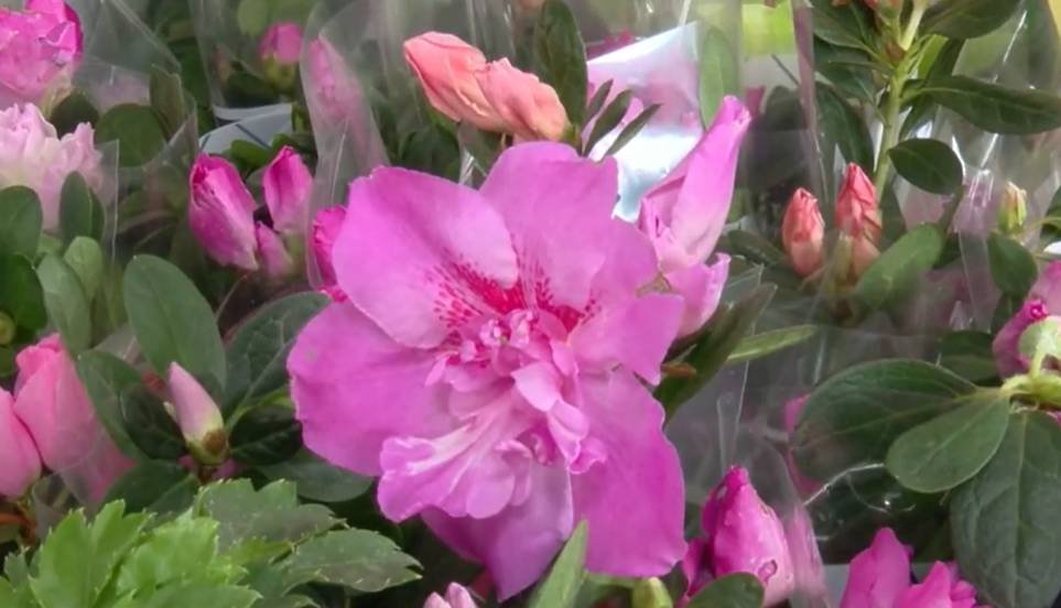 festival-de-flores-de-holambra-encanta-publico-de-fortaleza-com-mais-de-150-especies