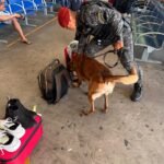 policia-faz-operacao-na-rodoviaria-de-fortaleza-e-apreende-29-quilos-de-drogas-em-bagagens