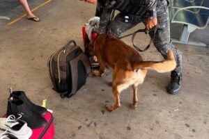 policia-faz-operacao-na-rodoviaria-de-fortaleza-e-apreende-29-quilos-de-drogas-em-bagagens