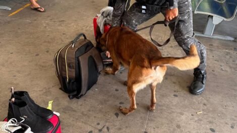 policia-faz-operacao-na-rodoviaria-de-fortaleza-e-apreende-29-quilos-de-drogas-em-bagagens