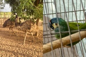 operacao-da-pf-combate-comercio-ilegal-de-aves-silvestres-no-ceara-e-em-tres-outros-estados