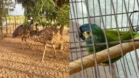operacao-da-pf-combate-comercio-ilegal-de-aves-silvestres-no-ceara-e-em-tres-outros-estados