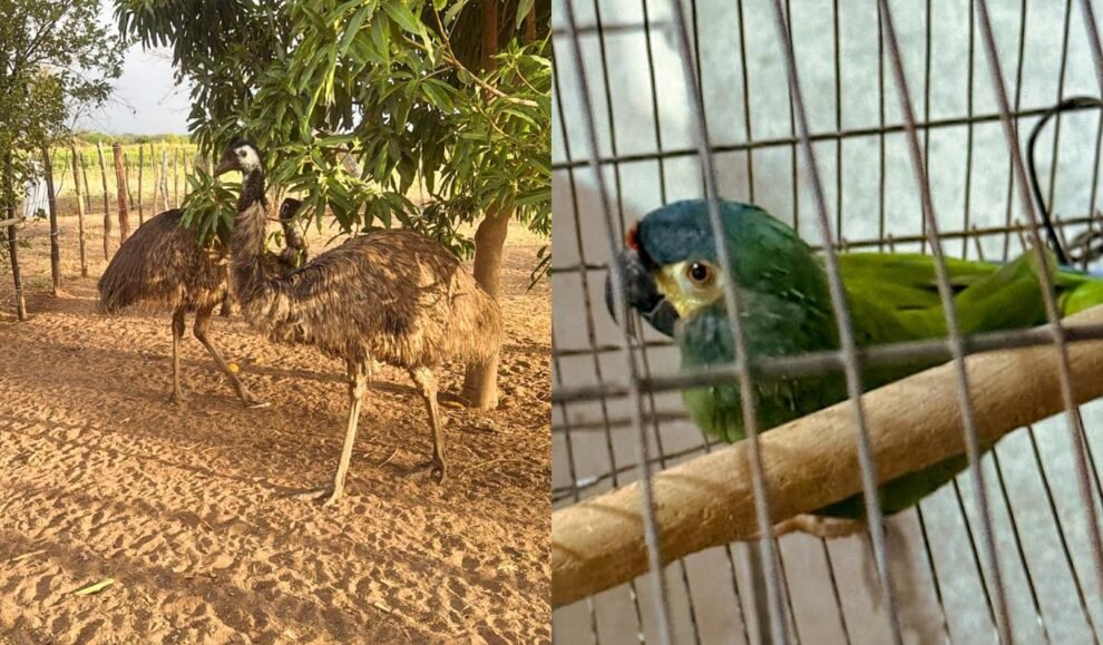 operacao-da-pf-combate-comercio-ilegal-de-aves-silvestres-no-ceara-e-em-tres-outros-estados