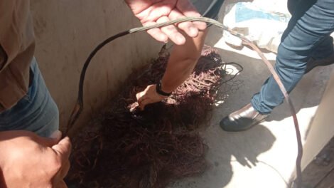 operacao-celari-prende-homem-e-apreende-fios-de-cobre-e-galos-em-itapipoca