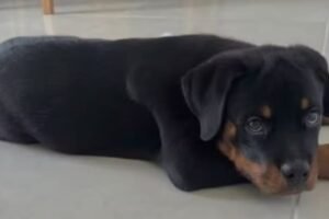 criminosos-furtam-objetos-e-filhote-de-rottweiler-durante-invasao-a-residencia-no-ceara