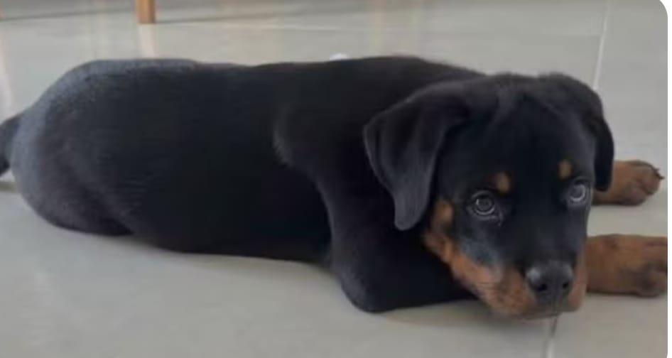 criminosos-furtam-objetos-e-filhote-de-rottweiler-durante-invasao-a-residencia-no-ceara