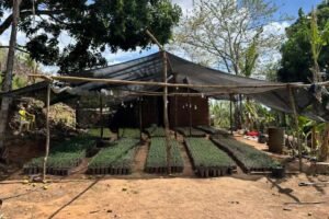 policia-desmonta-plantacao-de-maconha-e-apreende-20-mil-mudas-em-redencao,-no-ceara