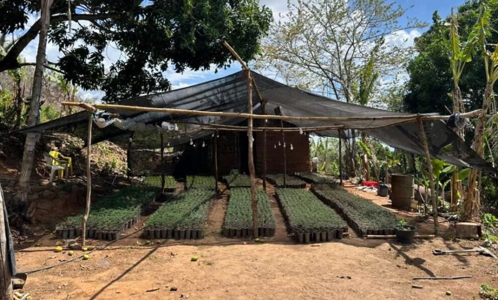 policia-desmonta-plantacao-de-maconha-e-apreende-20-mil-mudas-em-redencao,-no-ceara