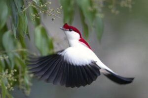 oito-especies-endemicas-do-ceara-estao-em-risco-de-extincao;-saiba-quais-sao