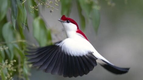 oito-especies-endemicas-do-ceara-estao-em-risco-de-extincao;-saiba-quais-sao