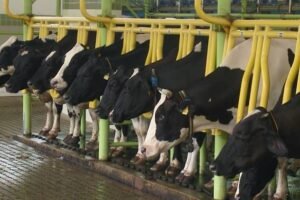 convenio-entre-uniao-e-ceara-garante-compra-de-vacina-contra-brucelose-bovina