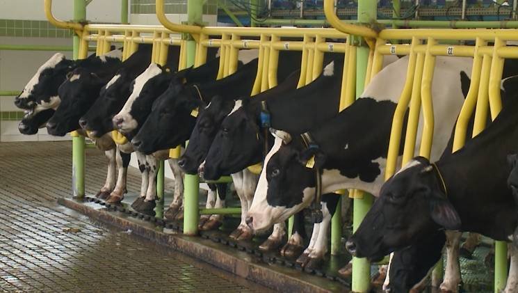 convenio-entre-uniao-e-ceara-garante-compra-de-vacina-contra-brucelose-bovina