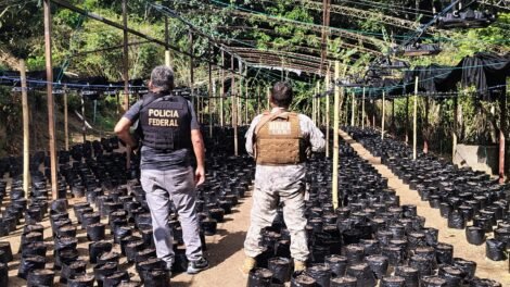suspeitos-sao-presos-no-aeroporto-de-fortaleza-por-ligacao-com-plantacao-de-maconha-no-ceara