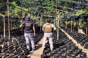 tres-colombianos-e-um-brasileiro-sao-presos-no-aeroporto-de-fortaleza-por-envolvimento-com-plantacao-de-maconha-no-ceara