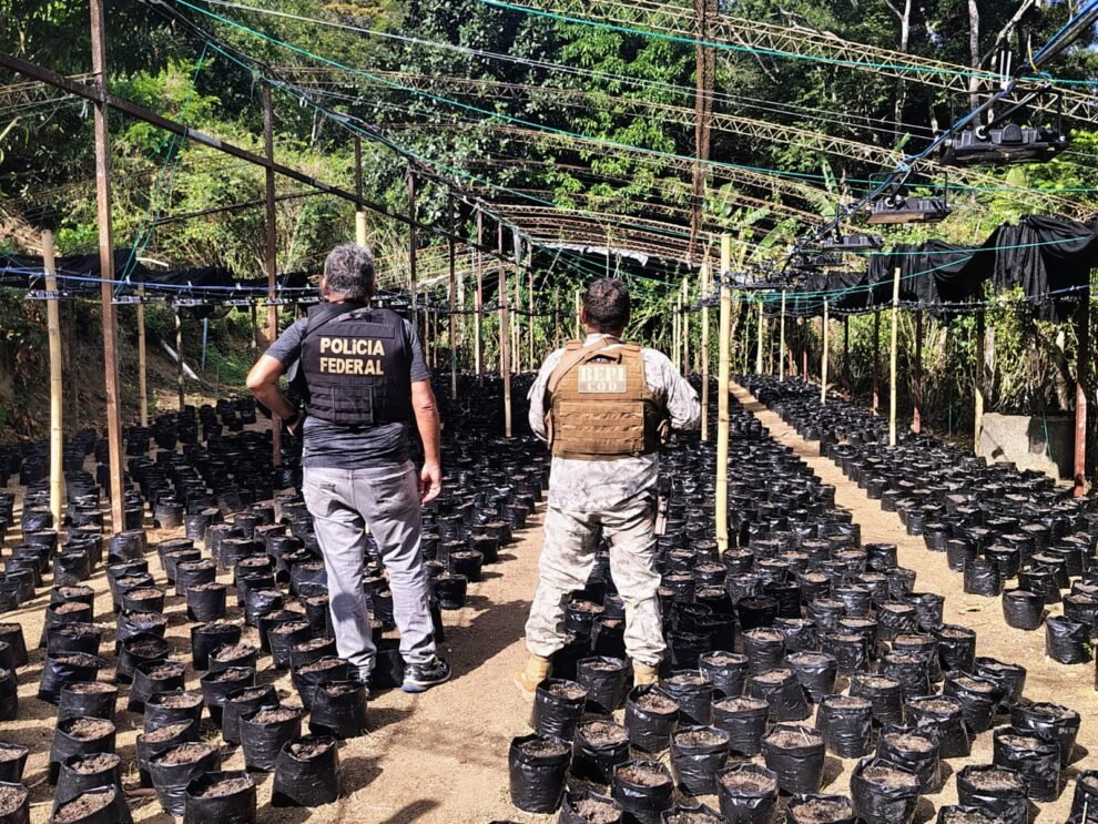 tres-colombianos-e-um-brasileiro-sao-presos-no-aeroporto-de-fortaleza-por-envolvimento-com-plantacao-de-maconha-no-ceara