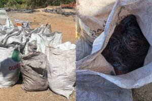 oito-homens-sao-presos-com-duas-toneladas-de-fios-de-cobre-em-maracanau,-no-ceara