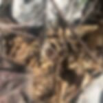 ossada-humana-e-encontrada-em-area-de-mata-entre-fortaleza-e-caucaia