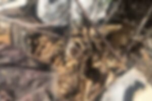 ossada-humana-e-encontrada-em-area-de-mata-entre-fortaleza-e-caucaia