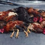 policia-interrompe-rinha-de-galo-em-caucaia,-no-ceara;-dono-do-local-foi-conduzido-a-delegacia