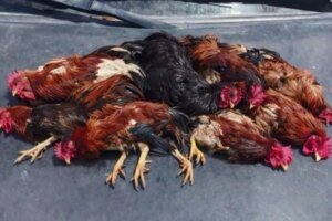 policia-interrompe-rinha-de-galo-em-caucaia,-no-ceara;-dono-do-local-foi-conduzido-a-delegacia