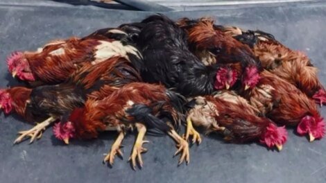 policia-interrompe-rinha-de-galo-em-caucaia,-no-ceara;-dono-do-local-foi-conduzido-a-delegacia