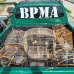 oito-aves-silvestres-sao-resgatadas-em-fortaleza;-homens-sao-autuados-por-crime-ambiental