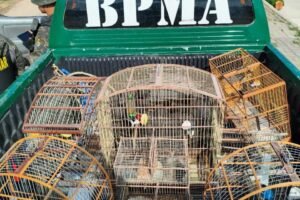 oito-aves-silvestres-sao-resgatadas-em-fortaleza;-homens-sao-autuados-por-crime-ambiental