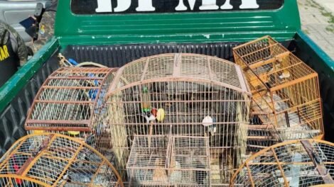 oito-aves-silvestres-sao-resgatadas-em-fortaleza;-homens-sao-autuados-por-crime-ambiental