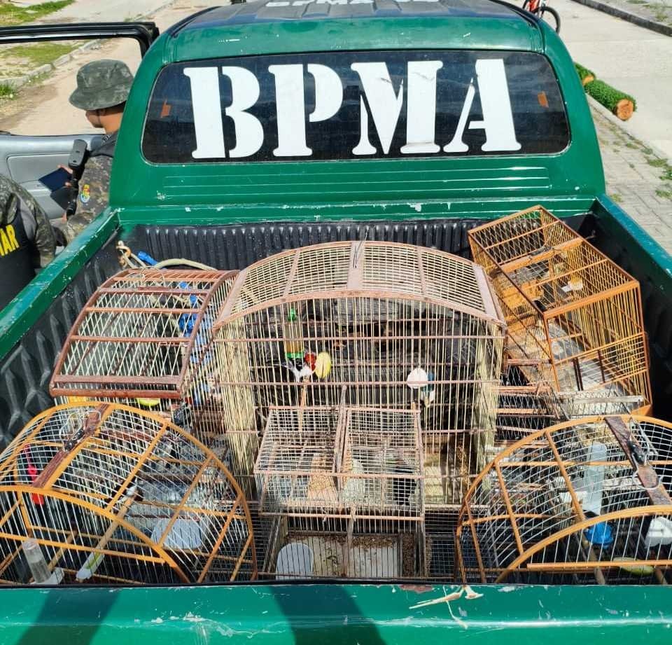 oito-aves-silvestres-sao-resgatadas-em-fortaleza;-homens-sao-autuados-por-crime-ambiental