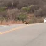 dezenas-de-macacos-se-arriscam-atravessando-rodovia-do-interior-do-ceara