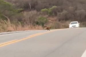 dezenas-de-macacos-se-arriscam-atravessando-rodovia-no-interior-do-ceara