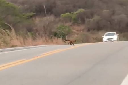 dezenas-de-macacos-se-arriscam-atravessando-rodovia-no-interior-do-ceara