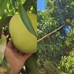 manga-de-mais-de-2-kg-e-colhida-em-cascavel,-no-ceara