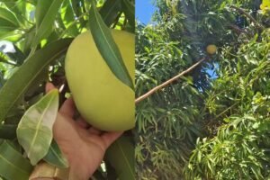 manga-de-mais-de-2-kg-e-colhida-em-cascavel,-no-ceara