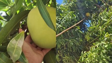 manga-de-mais-de-2-kg-e-colhida-em-cascavel,-no-ceara