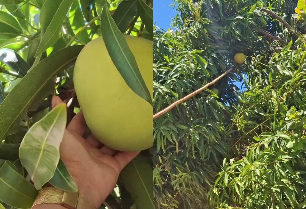 manga-de-mais-de-2-kg-e-colhida-em-cascavel,-no-ceara