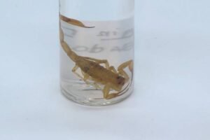 atendimentos-a-pessoas-picadas-por-escorpiao-crescem-20%-em-2025-no-ijf