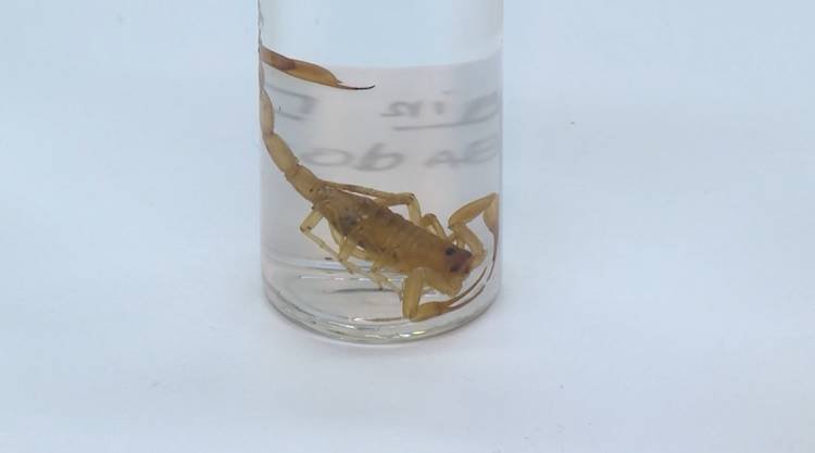 atendimentos-a-pessoas-picadas-por-escorpiao-crescem-20%-em-2025-no-ijf