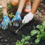 esporotricose:-doenca-do-jardineiro-exige-atencao-e-cuidados-redobrados-com-animais