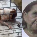 idosa-de-80-anos-morre-apos-cair-em-casa-e-ser-atacada-pelo-cachorro-da-familia,-em-fortaleza