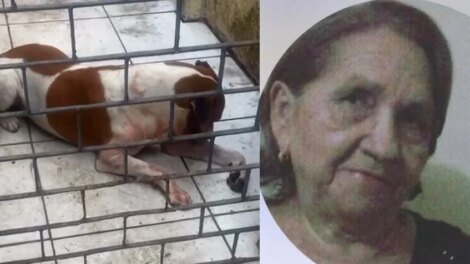 idosa-de-80-anos-morre-apos-cair-em-casa-e-ser-atacada-pelo-cachorro-da-familia,-em-fortaleza