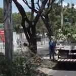 queda-de-arvore-derruba-muro-e-poste-no-genibau-durante-fortes-chuvas-em-fortaleza